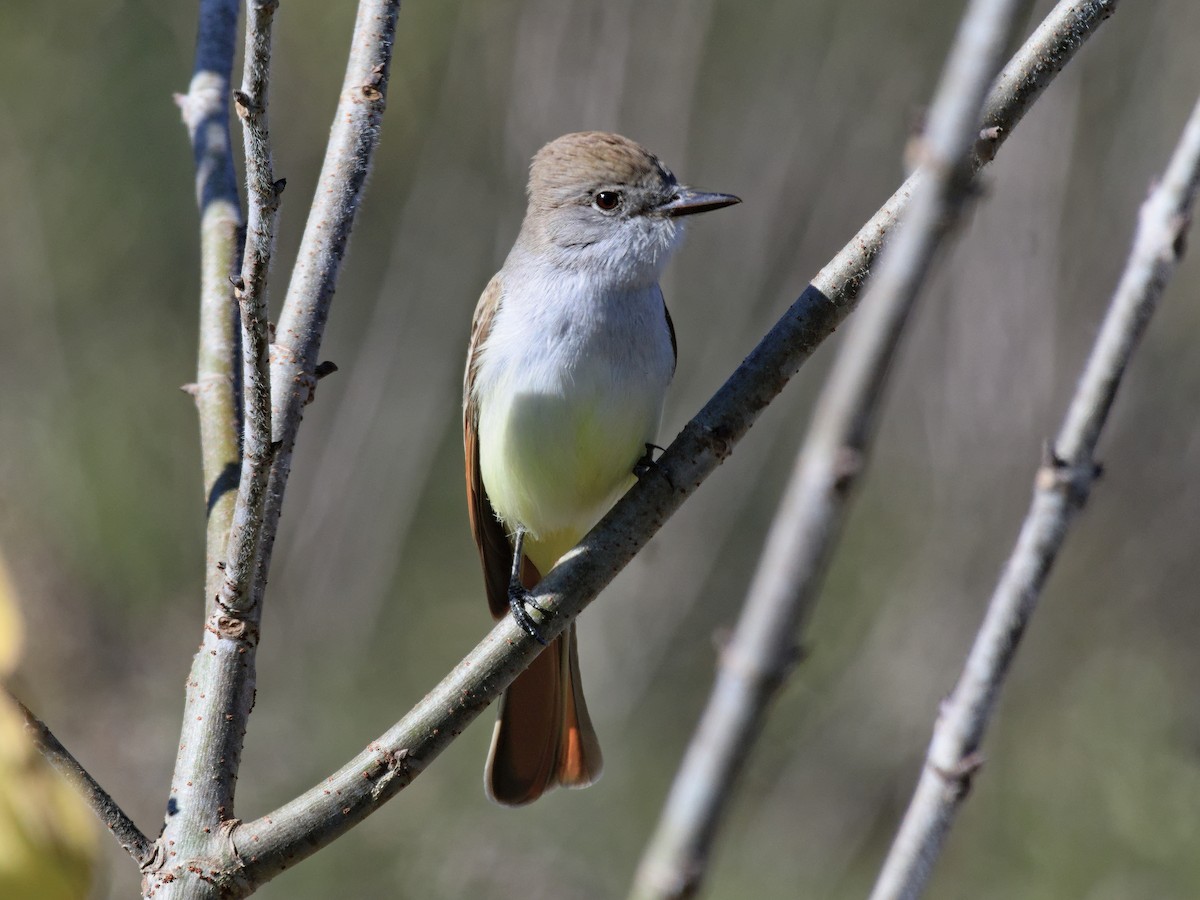 Ash-throated Flycatcher - ML612425934