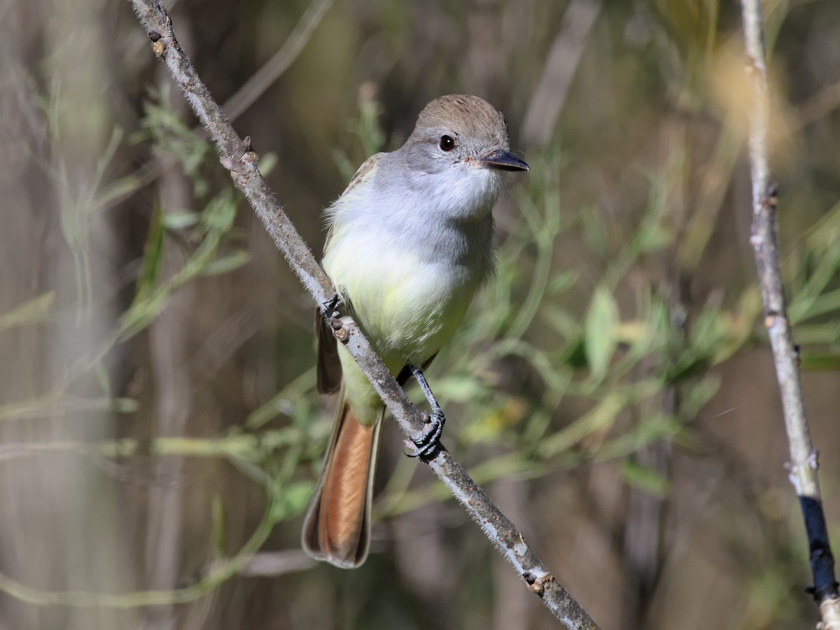 Ash-throated Flycatcher - Brett Bickel