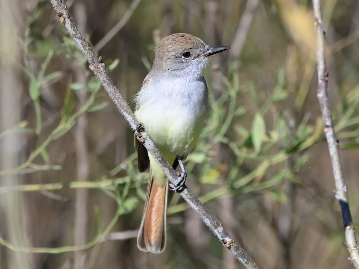 Ash-throated Flycatcher - Brett Bickel