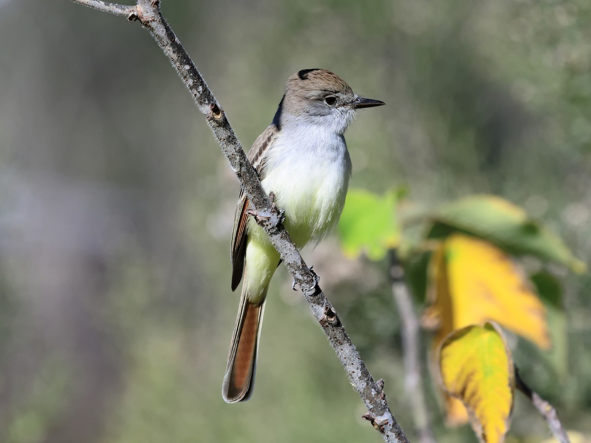 Ash-throated Flycatcher - Brett Bickel