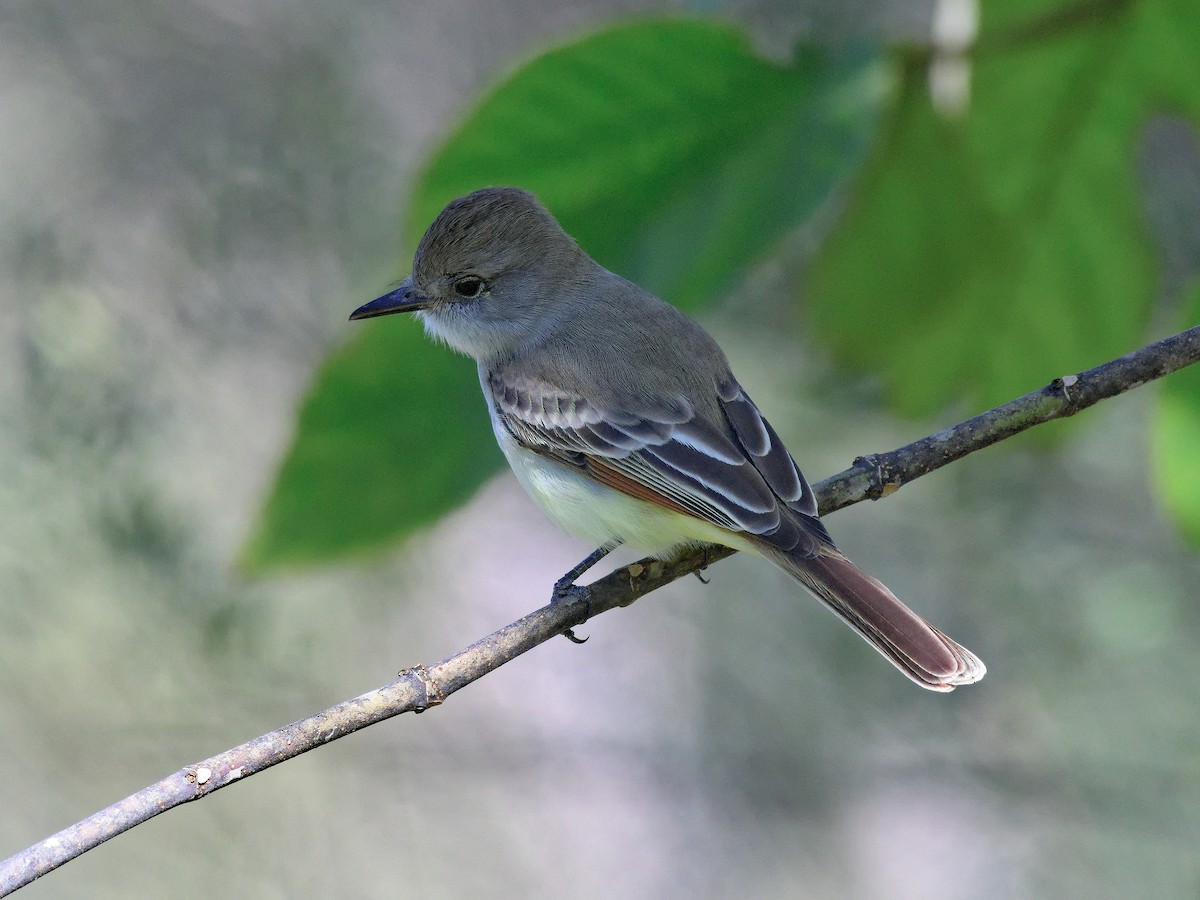 Ash-throated Flycatcher - Brett Bickel