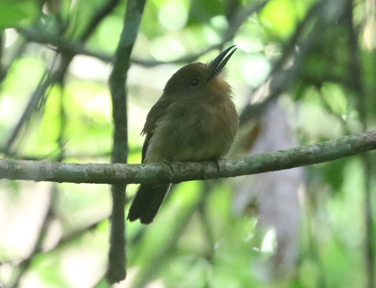 Fulvous-chinned Nunlet - ML612426011