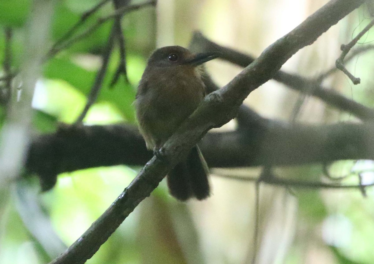 Fulvous-chinned Nunlet - ML612426012