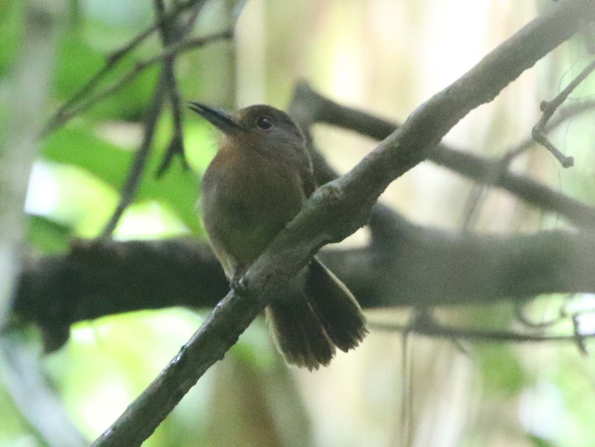 Fulvous-chinned Nunlet - ML612426013