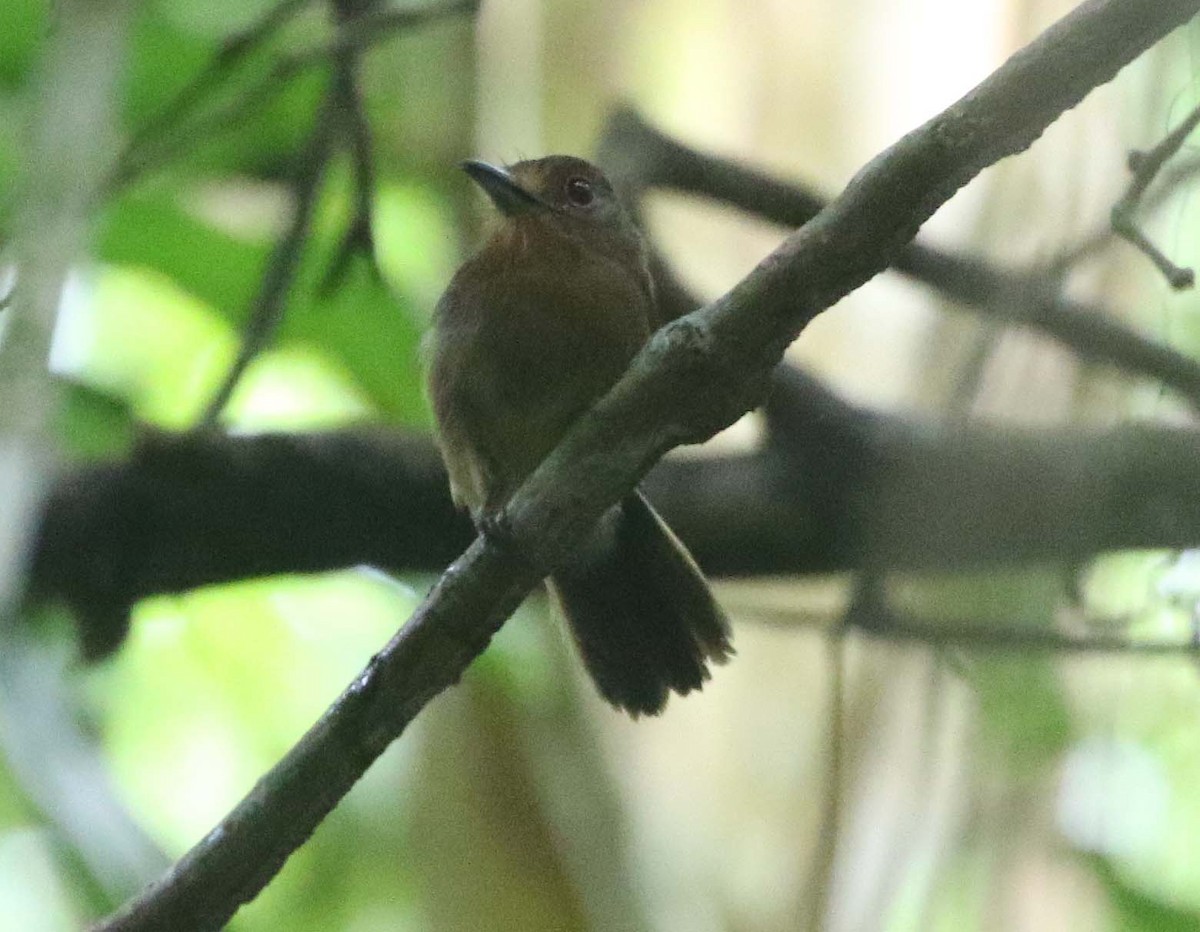 Fulvous-chinned Nunlet - ML612426014