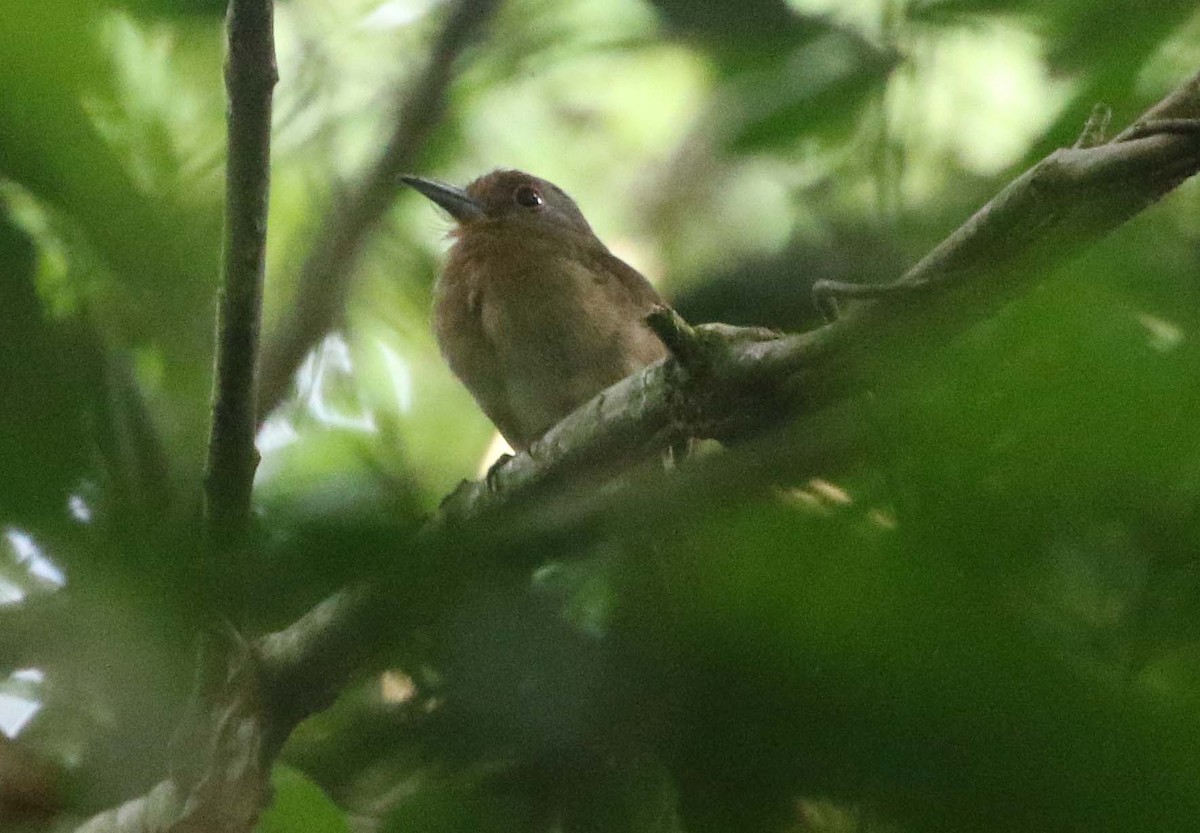 Fulvous-chinned Nunlet - ML612426017