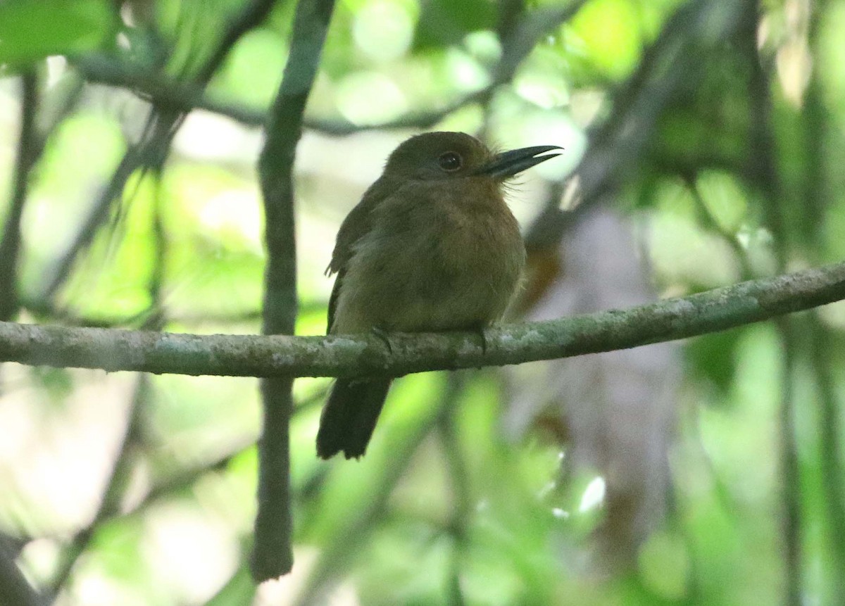 Fulvous-chinned Nunlet - ML612426019