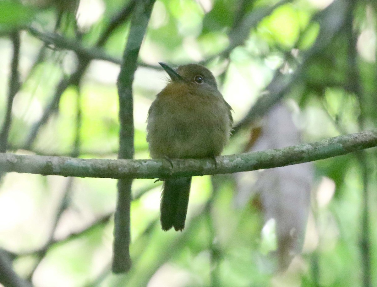 Fulvous-chinned Nunlet - ML612426020