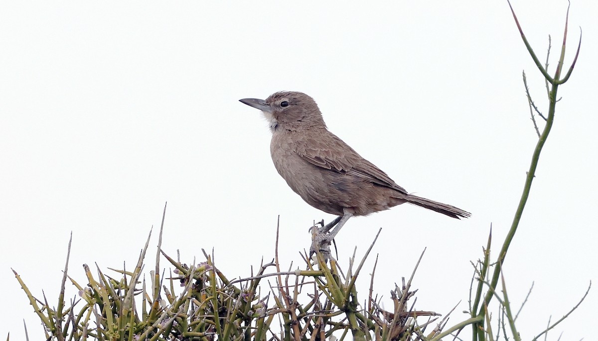 White-throated Cacholote - ML612426031