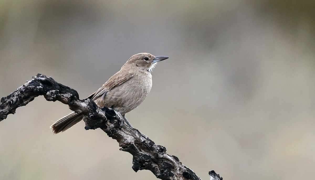 White-throated Cacholote - ML612426037