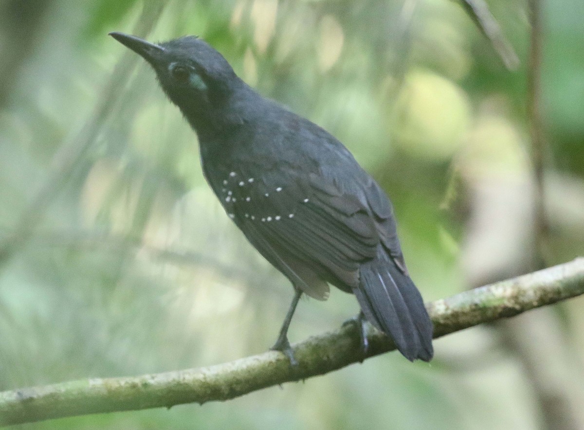 Plumbeous Antbird - ML612426047