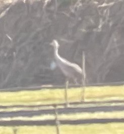 Sandhill Crane - ML612426096