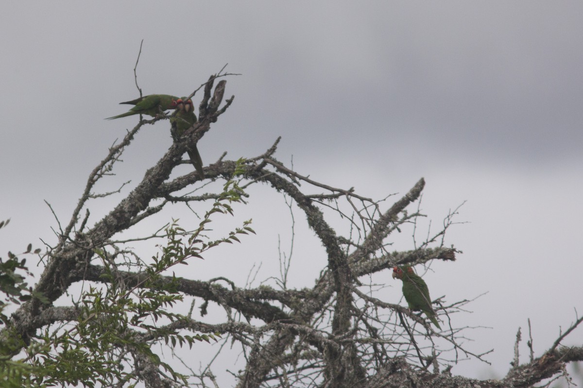 Mitred Parakeet - Ignacio Siemersi