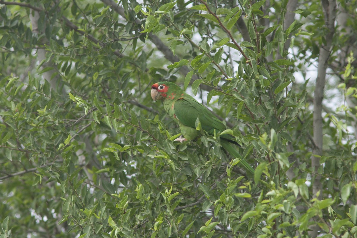 Mitred Parakeet - ML612426211