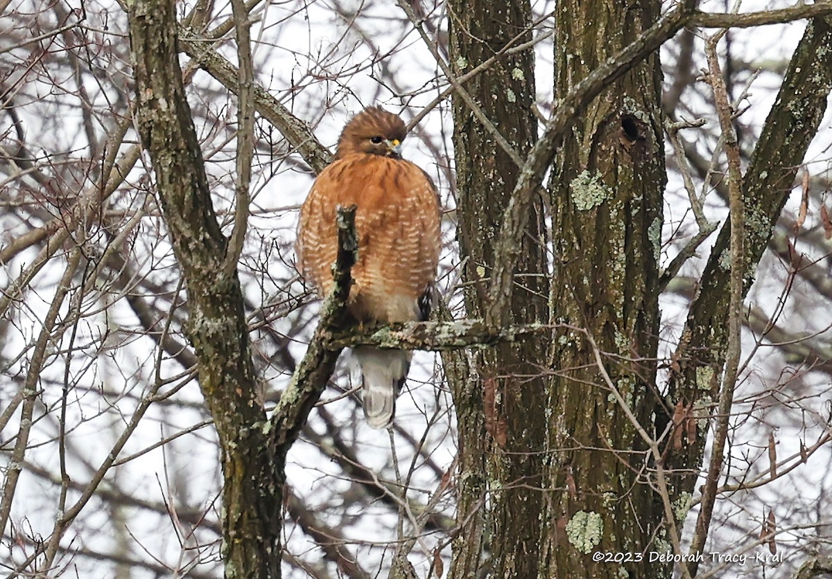 Red-shouldered Hawk - ML612426277