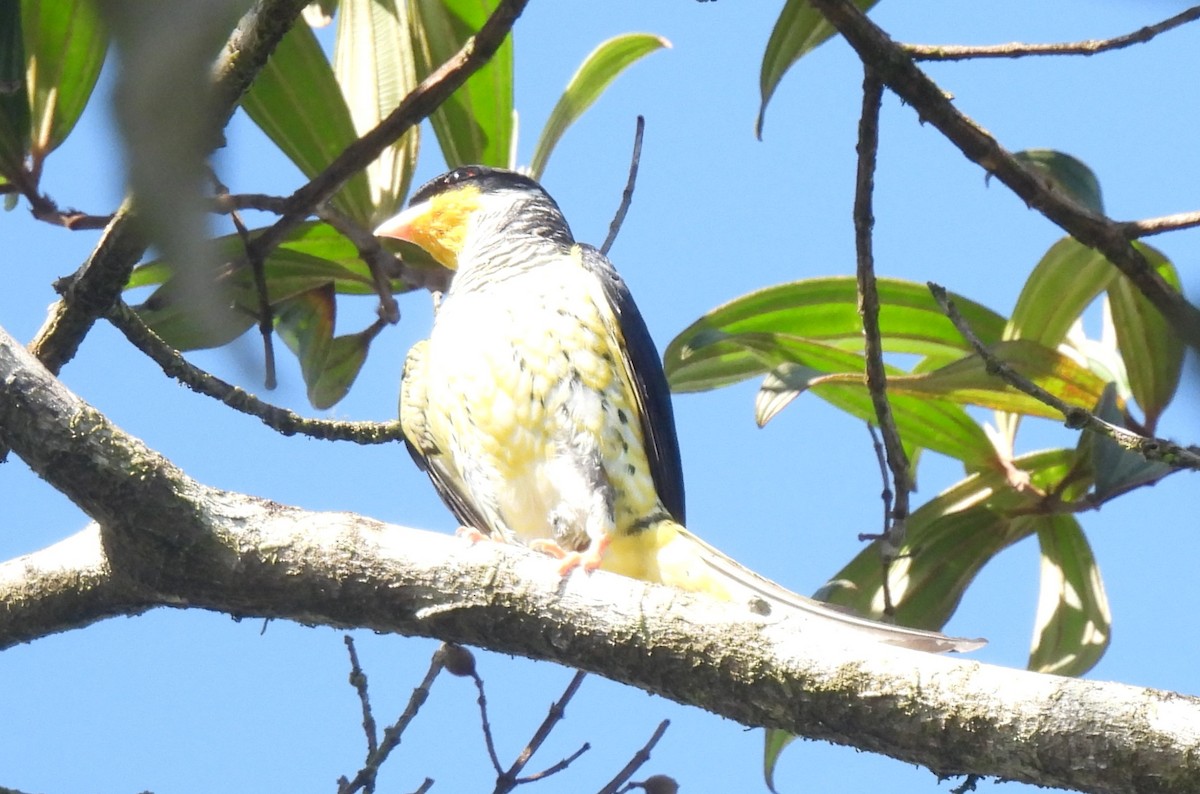 Swallow-tailed Cotinga (Swallow-tailed) - ML612426316