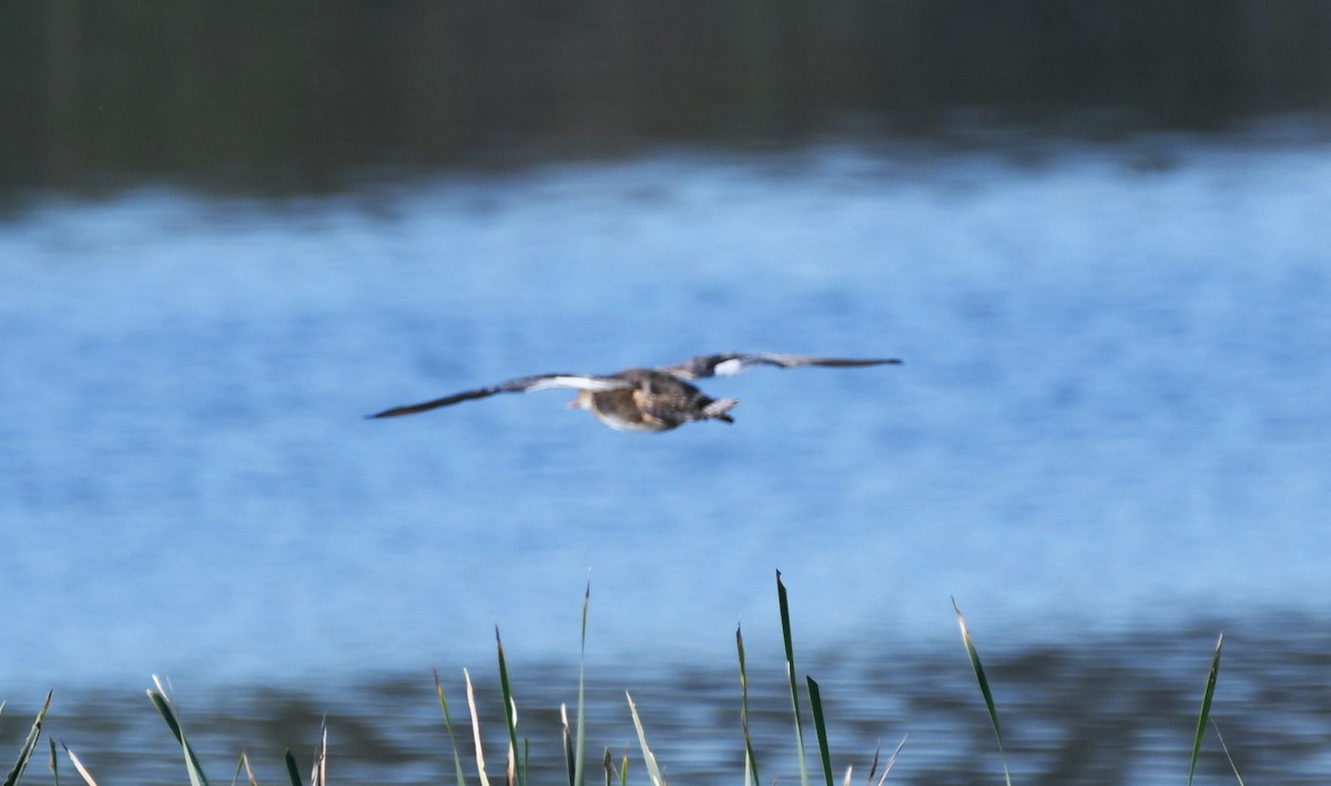 Red-breasted Merganser - ML612426384