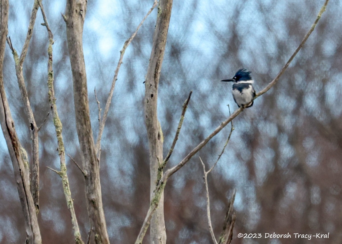 Belted Kingfisher - ML612426411