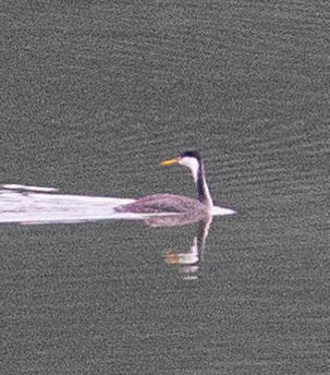 Clark's Grebe - ML612426418