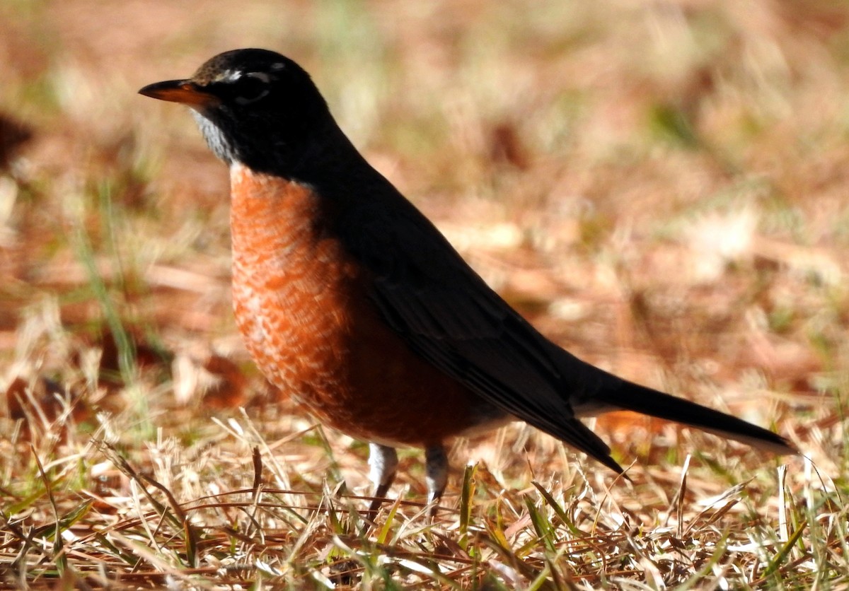 American Robin - ML612426425