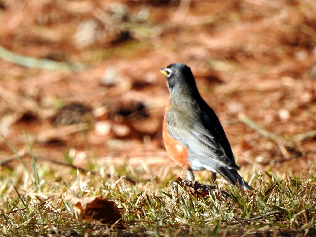 American Robin - ML612426426