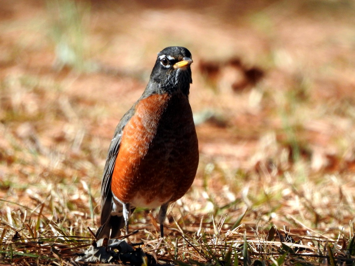 American Robin - ML612426427