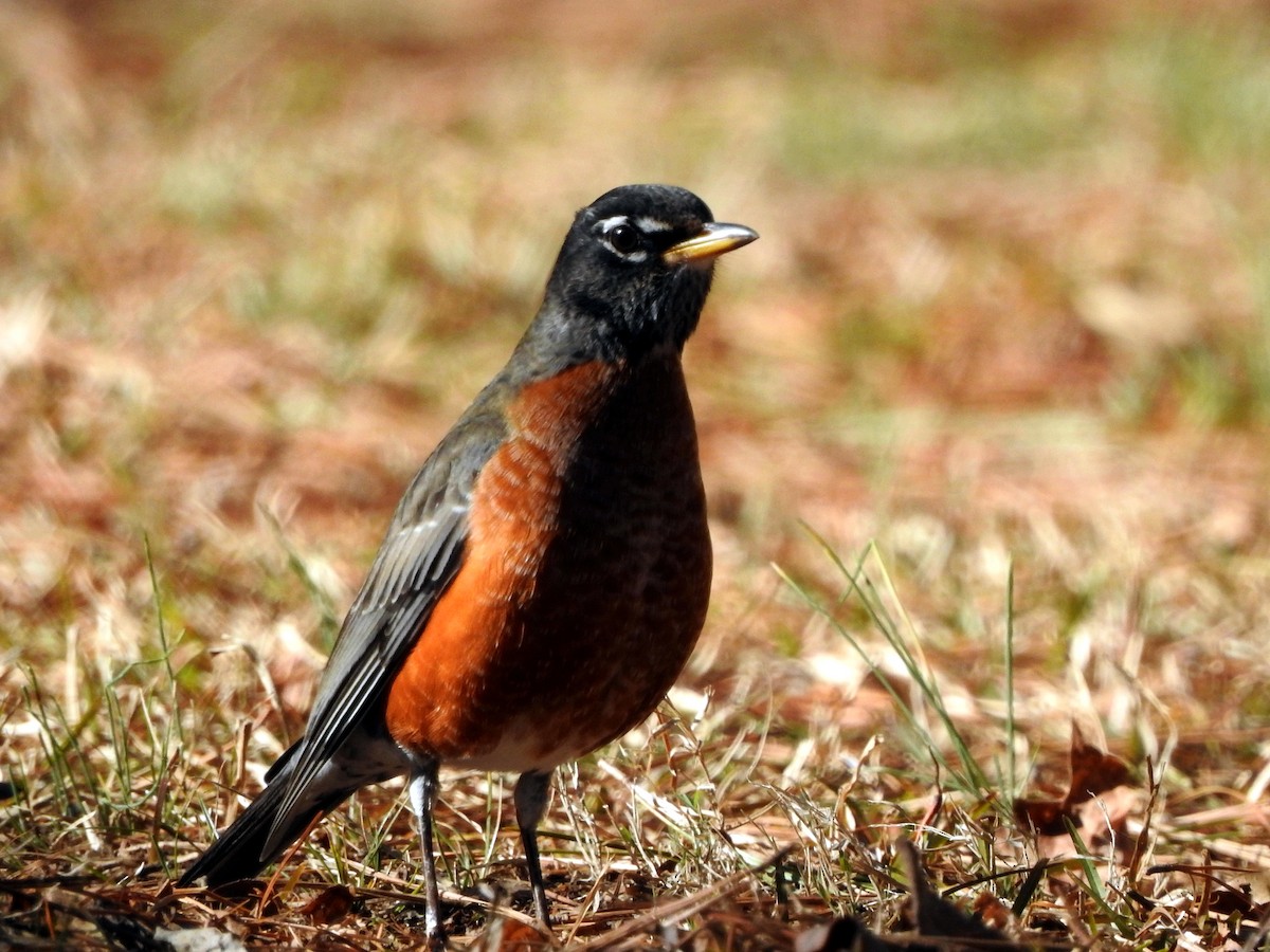 American Robin - ML612426428
