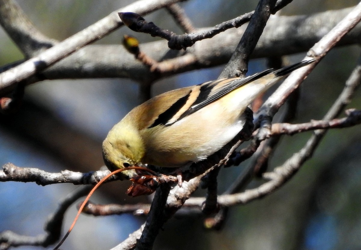 American Goldfinch - ML612426446