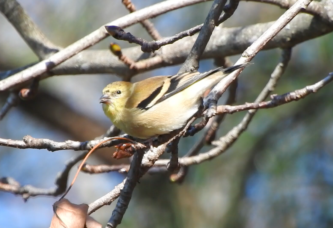 American Goldfinch - ML612426447