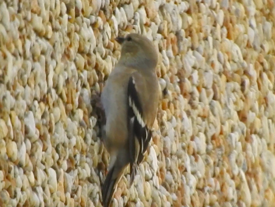 American Goldfinch - ML612426448