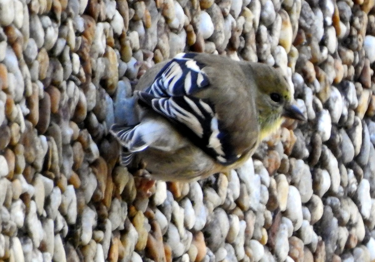 American Goldfinch - ML612426449