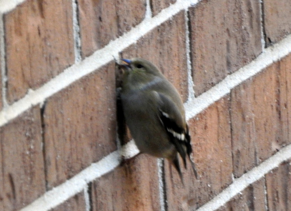 American Goldfinch - ML612426451