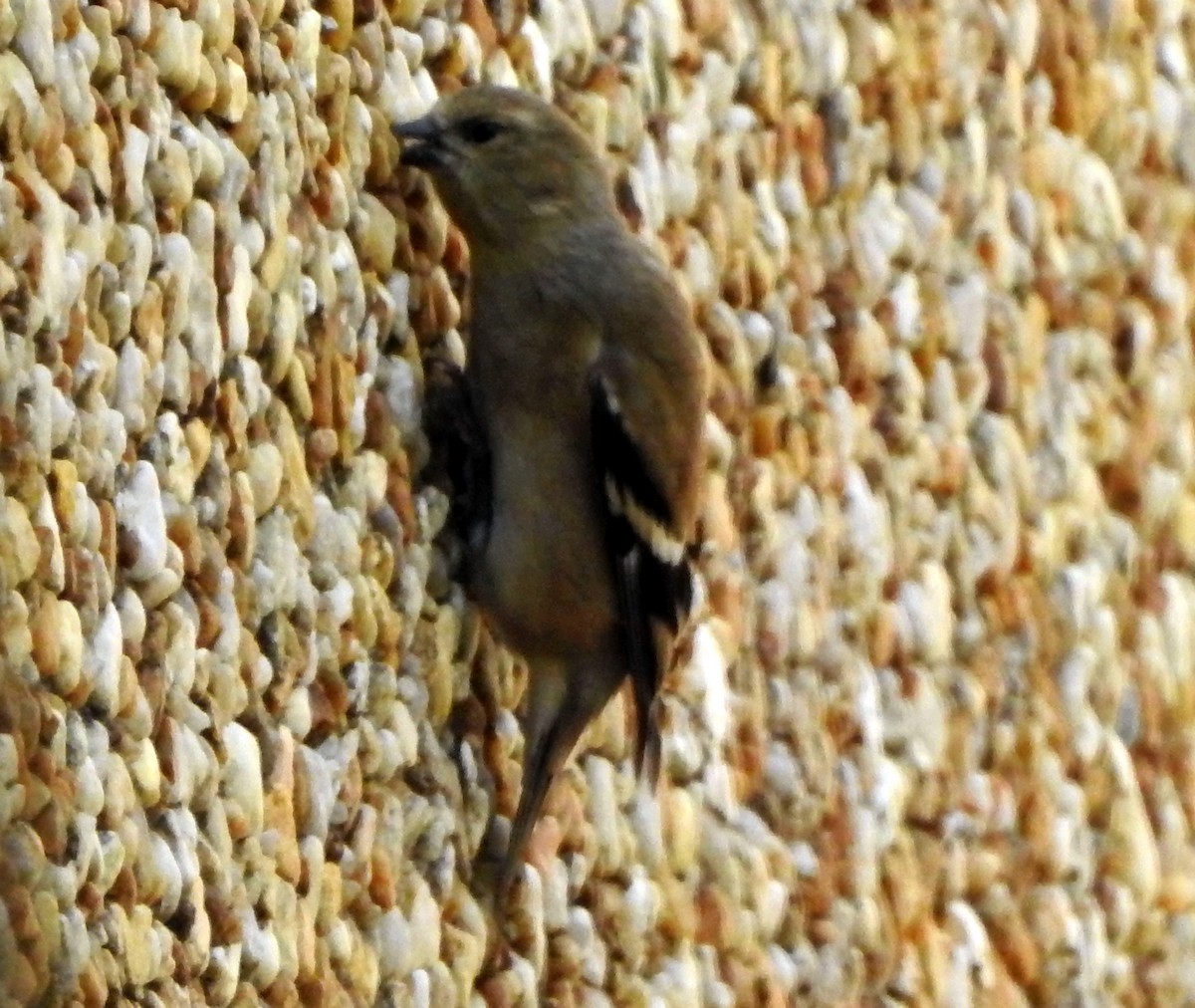 American Goldfinch - ML612426452