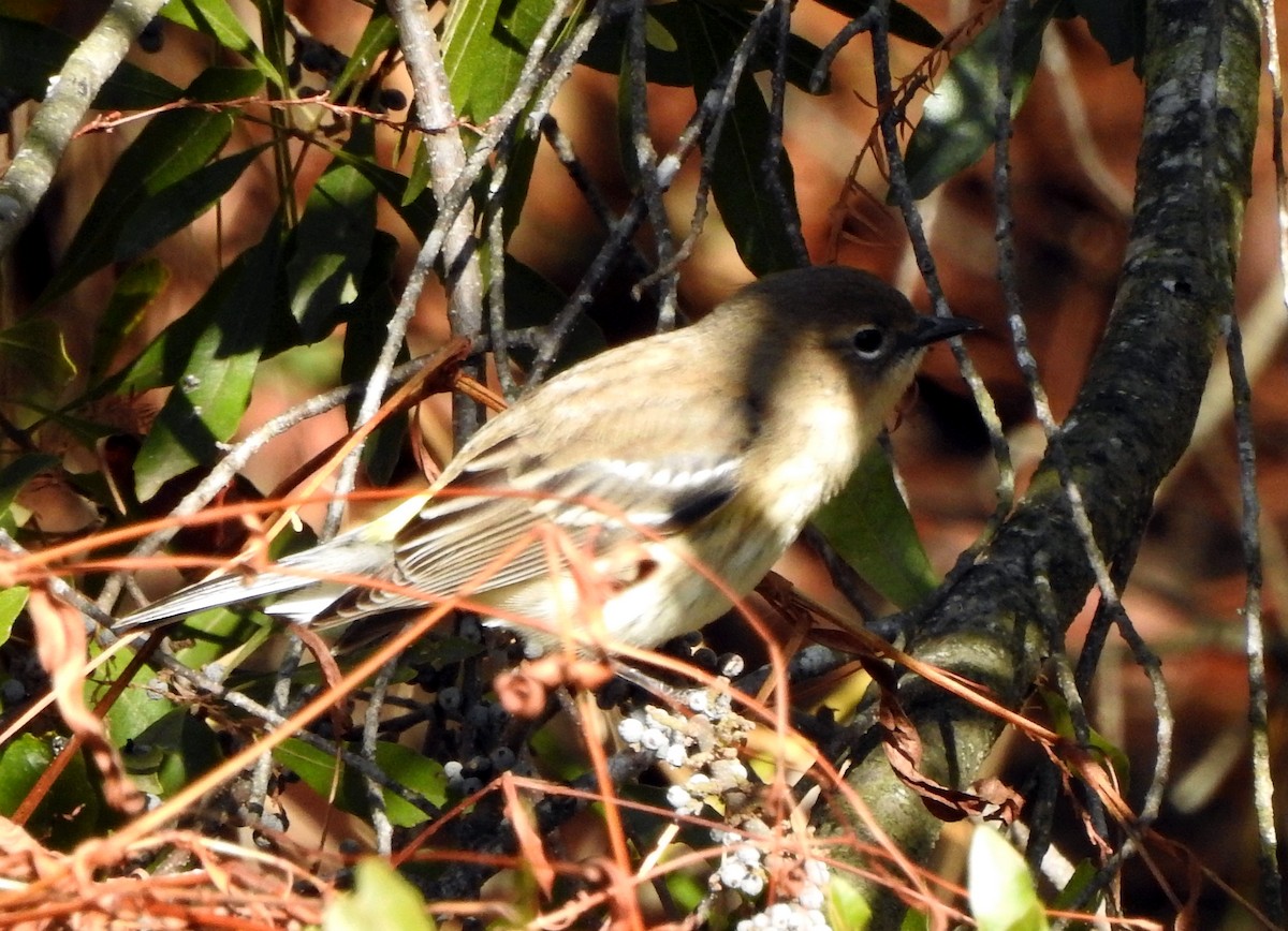 Yellow-rumped Warbler - ML612426511