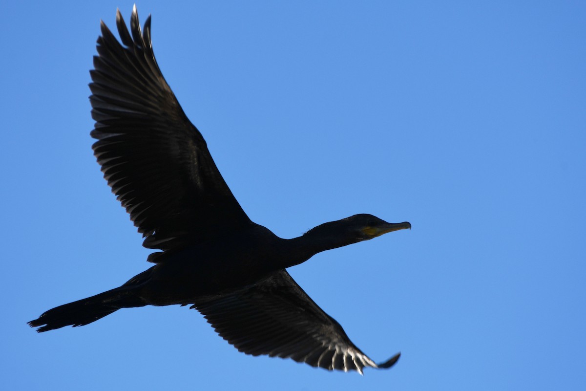 Double-crested Cormorant - ML612426529