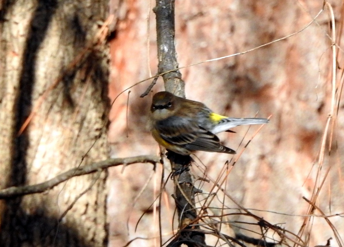 Yellow-rumped Warbler - ML612426550