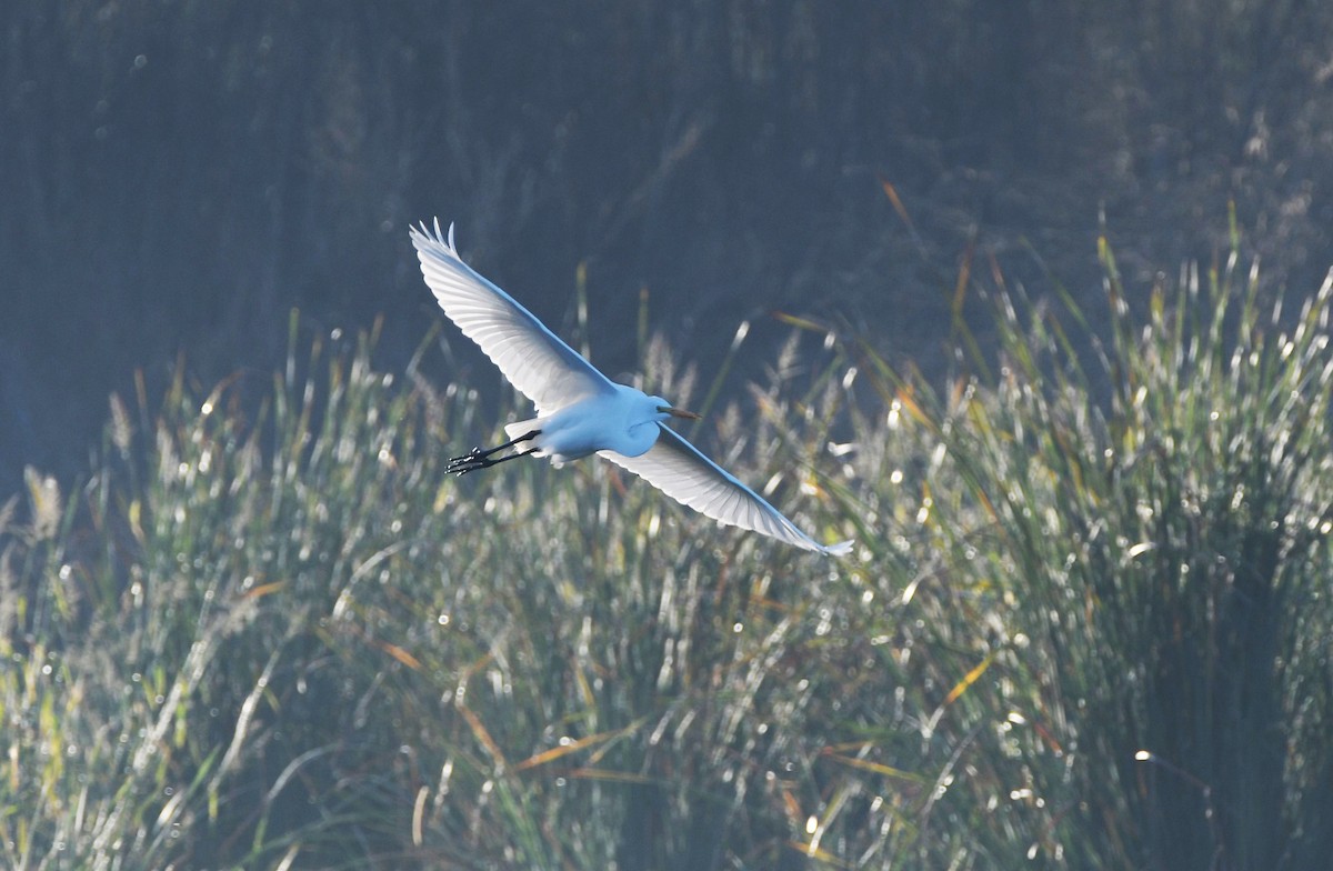 Great Egret - Colin Maguire