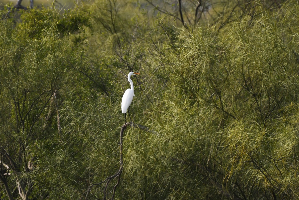 Great Egret - ML612426568