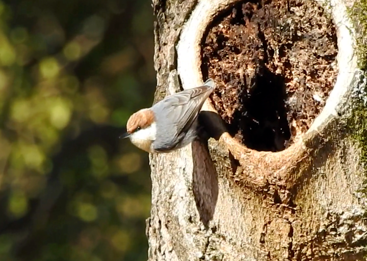 Brown-headed Nuthatch - ML612426569