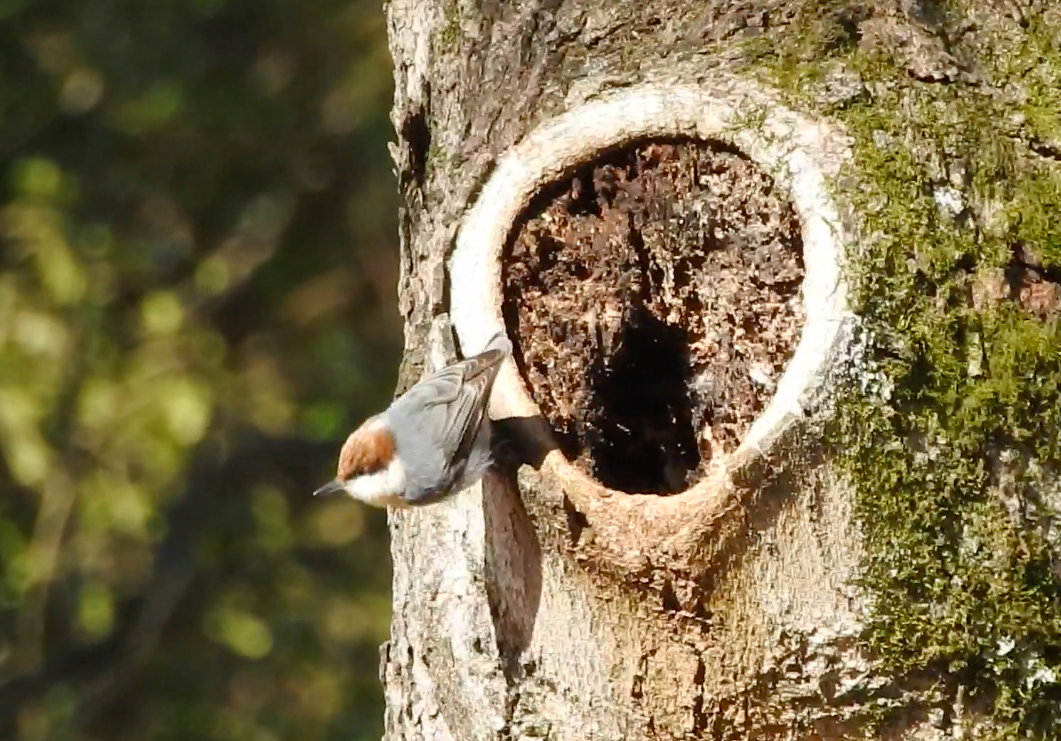 Brown-headed Nuthatch - ML612426570