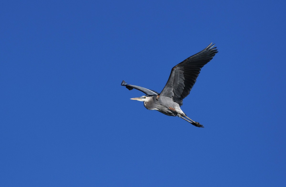 Great Blue Heron - ML612426573