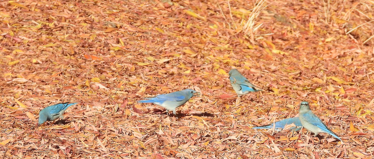 Mountain Bluebird - Ken and Brenda Kyle