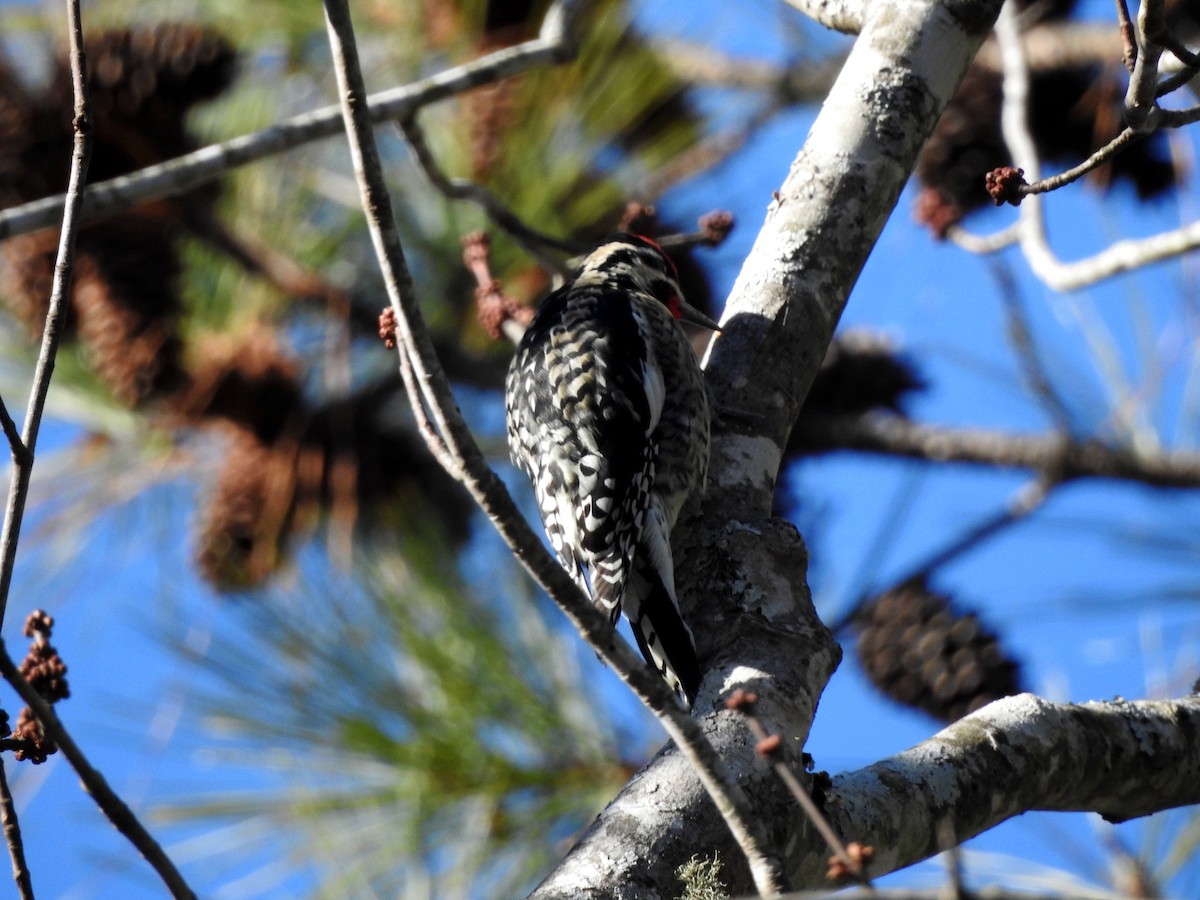 Yellow-bellied Sapsucker - ML612426615