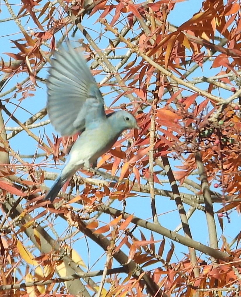 Mountain Bluebird - ML612426639