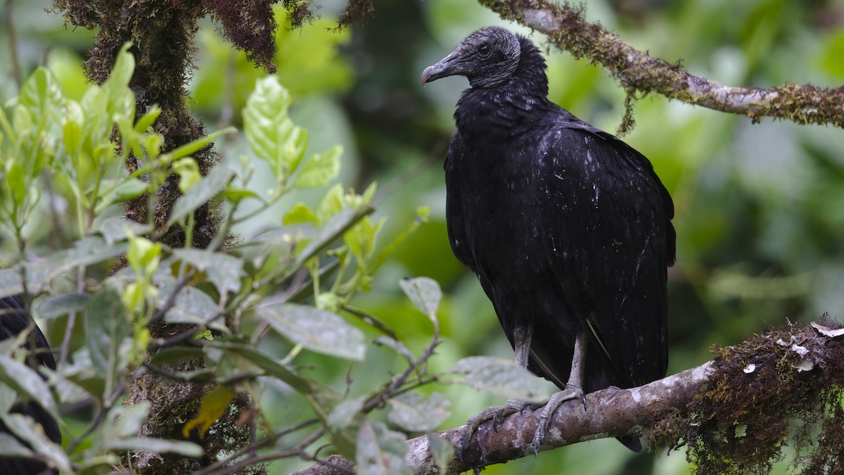 Black Vulture - ML612426702