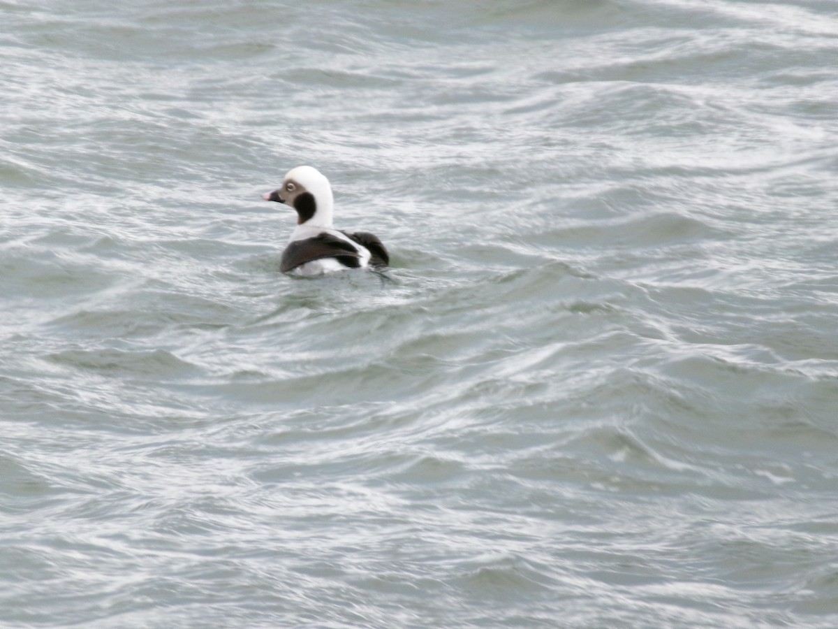 Long-tailed Duck - ML612426712