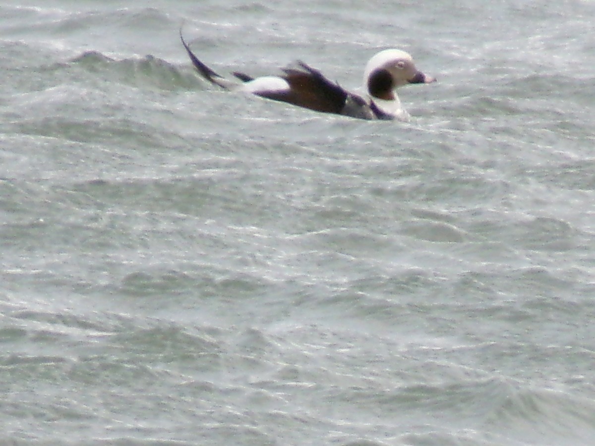 Long-tailed Duck - ML612426714