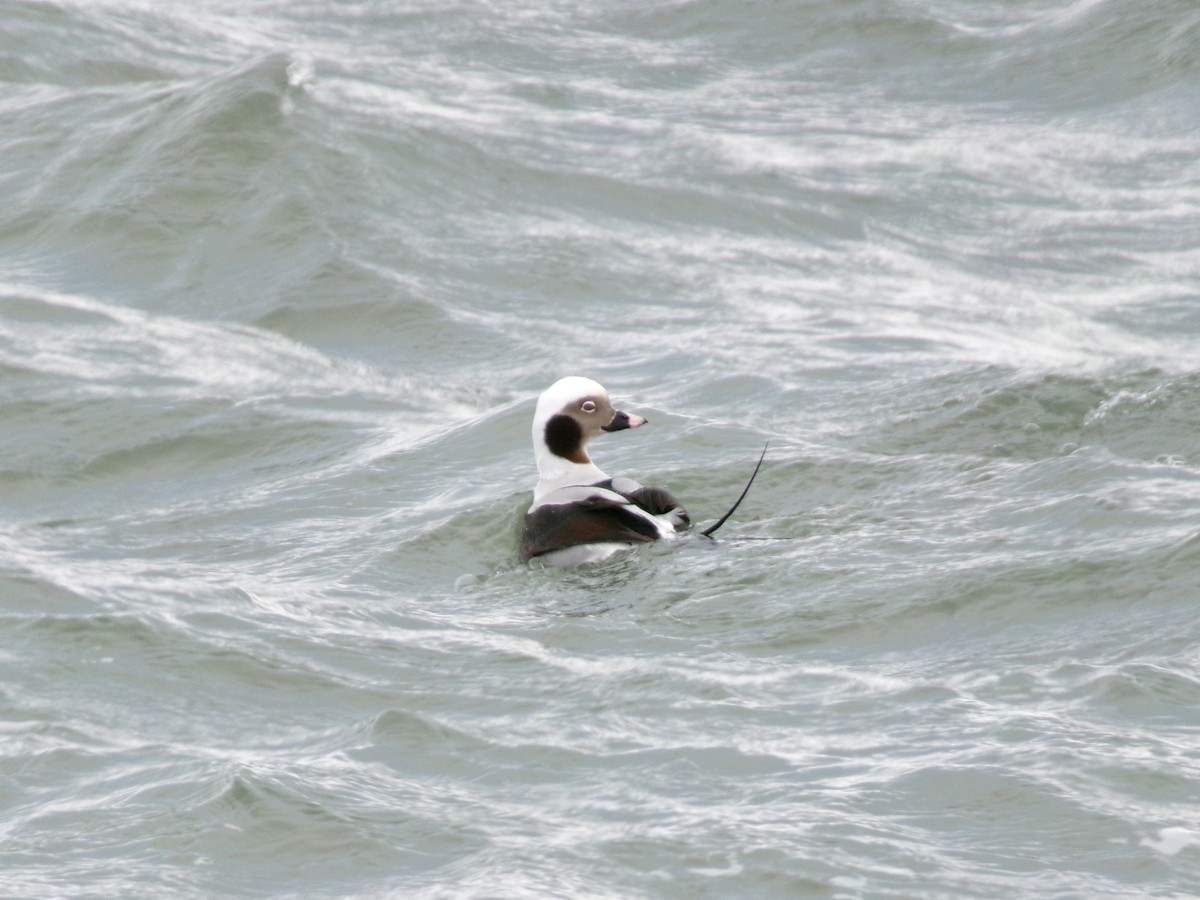 Long-tailed Duck - ML612426717