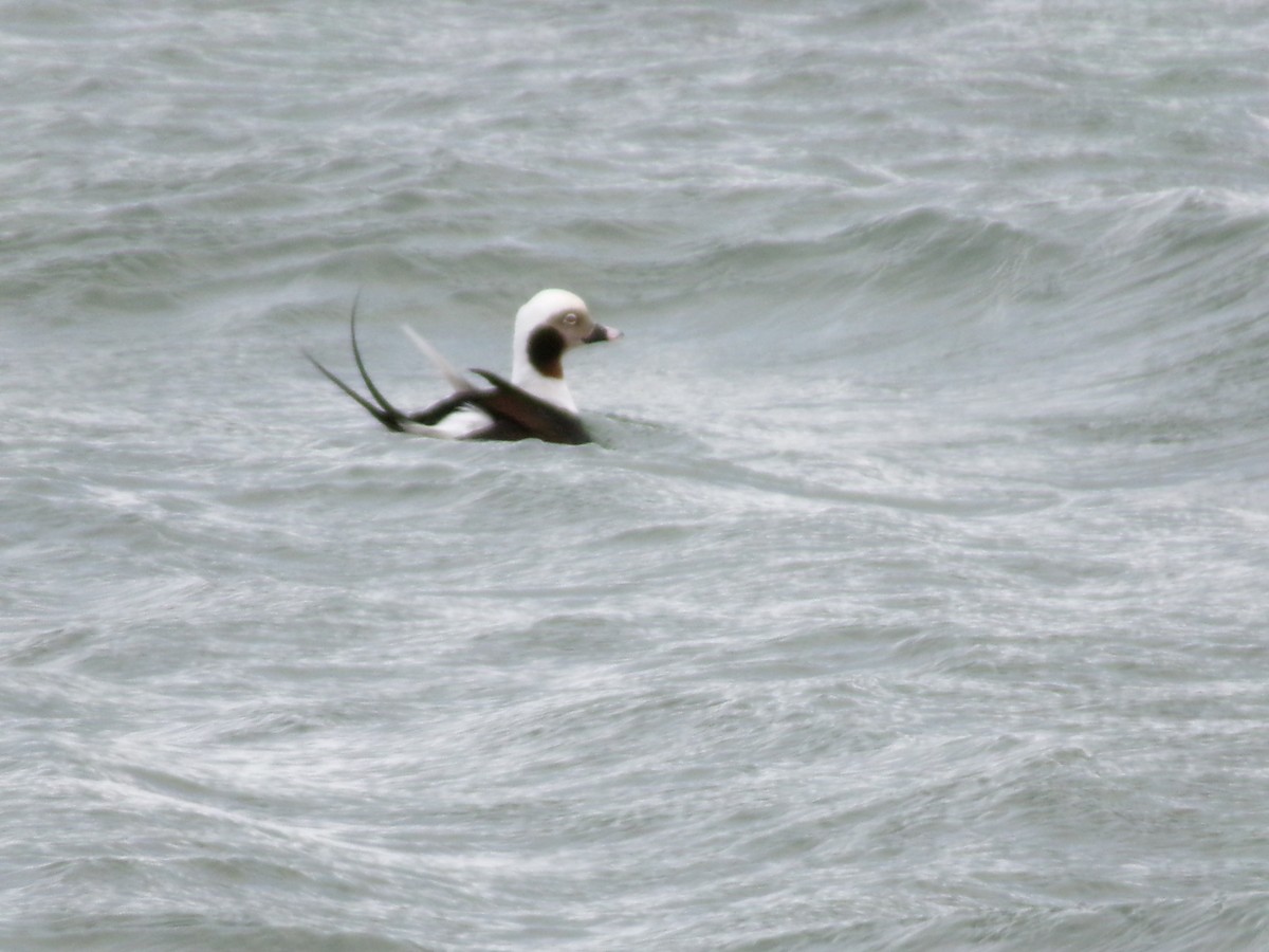Long-tailed Duck - ML612426718