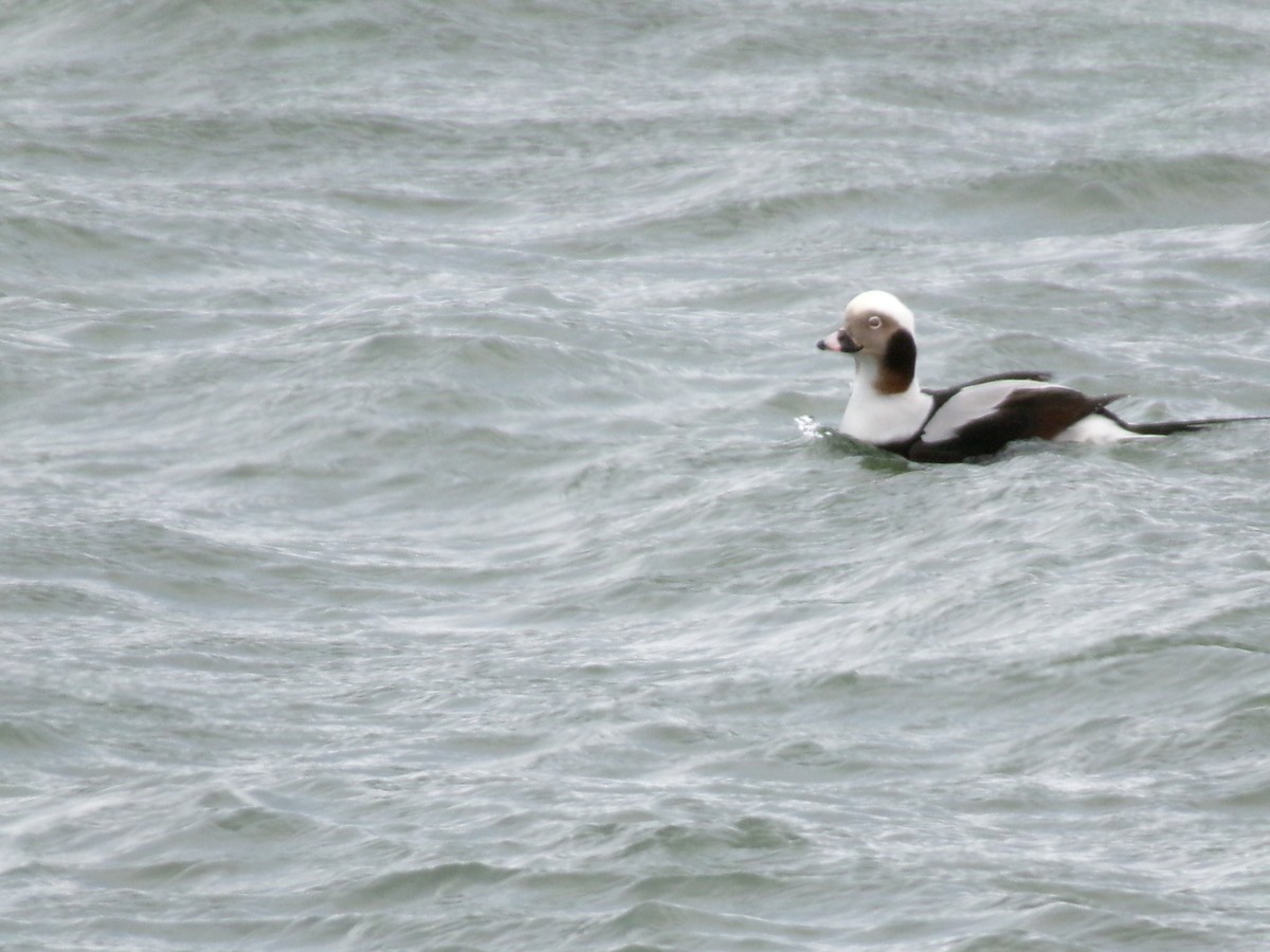 Long-tailed Duck - ML612426719